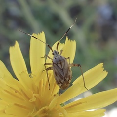 Closterotomus histrio