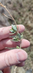 Atriplex pedunculata