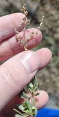 Atriplex pedunculata