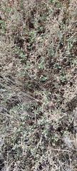 Atriplex pedunculata
