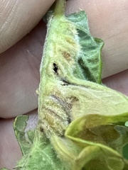 Macrodiplosis niveipila