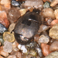 Hypocaccus fraternus