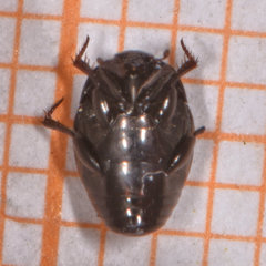 Hypocaccus fraternus