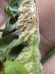 Macrodiplosis niveipila