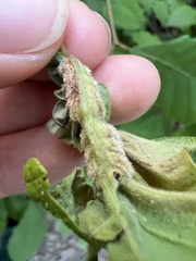 Macrodiplosis niveipila