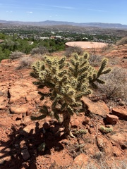 Cylindropuntia echinocarpa