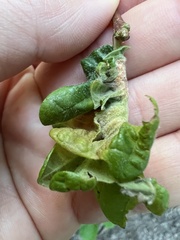 Macrodiplosis niveipila