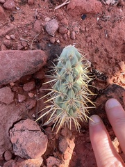 Cylindropuntia echinocarpa