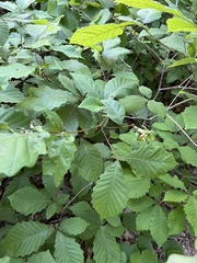 Macrodiplosis niveipila