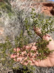 Larrea tridentata