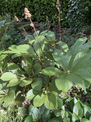 Rodgersia