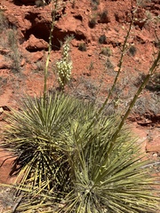 Yucca angustissima