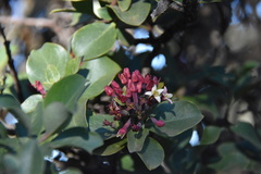 Santalum haleakalae