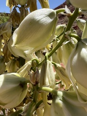 Yucca angustissima