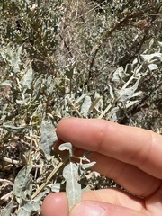 Atriplex lentiformis
