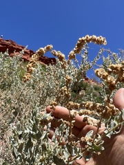 Atriplex lentiformis