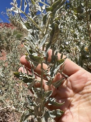 Atriplex lentiformis