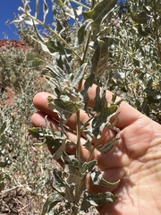 Atriplex lentiformis