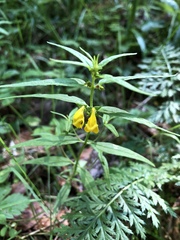 Melampyrum sylvaticum
