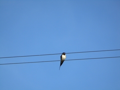 Hirundo rustica