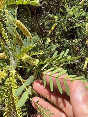 Prosopis
