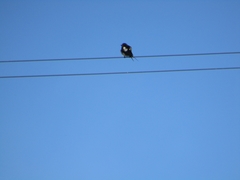 Hirundo rustica