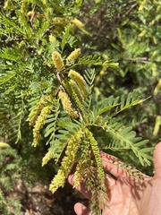 Prosopis