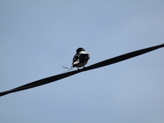 Hirundo rustica