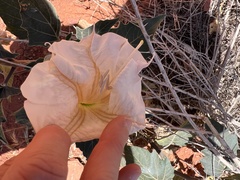 Datura wrightii