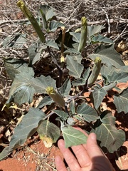 Datura wrightii