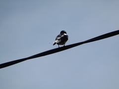 Hirundo rustica