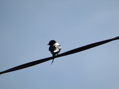 Hirundo rustica