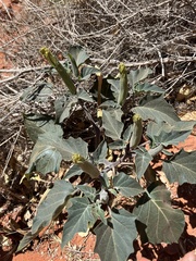 Datura wrightii