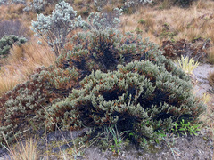 Andicolea colombiana