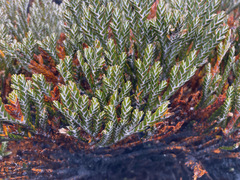 Andicolea colombiana