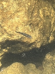 Fundulus confluentus