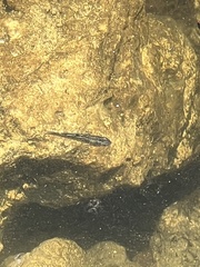 Fundulus confluentus