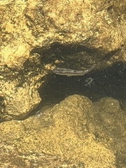 Fundulus confluentus