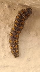 Bryophila raptricula