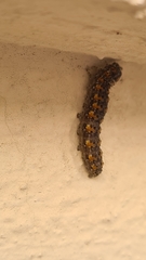 Bryophila raptricula