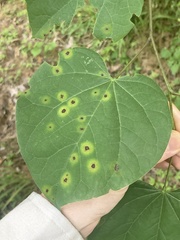 Pseudocercospora vitis