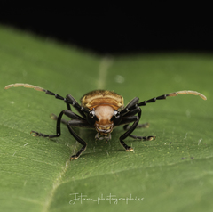 Polemiosilis grandiceps