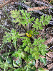 Ranunculus praemorsus