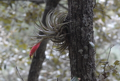 Tillandsia erubescens