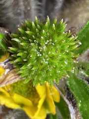 Ranunculus praemorsus