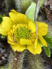 Ranunculus praemorsus