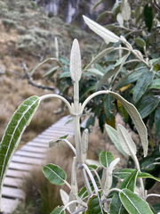Gynoxys laurata