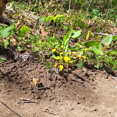 Potentilla fragarioides