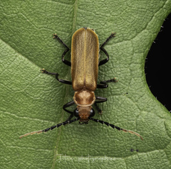Polemiosilis grandiceps