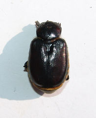 Osmoderma subplanata